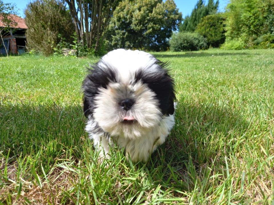 De par hazard - Chiot disponible  - Shih Tzu