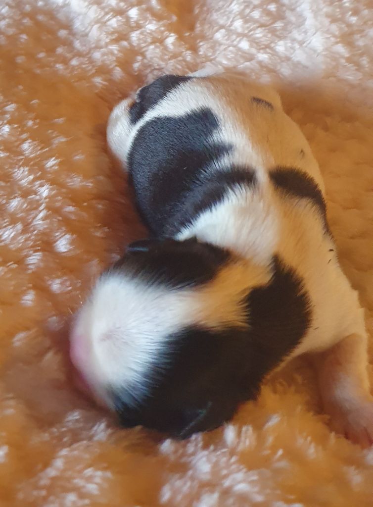 De par hazard - Chiots disponibles - Shih Tzu