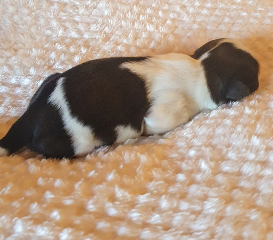 De par hazard - Chiots disponibles - Shih Tzu