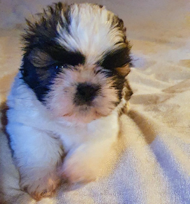 Aiko