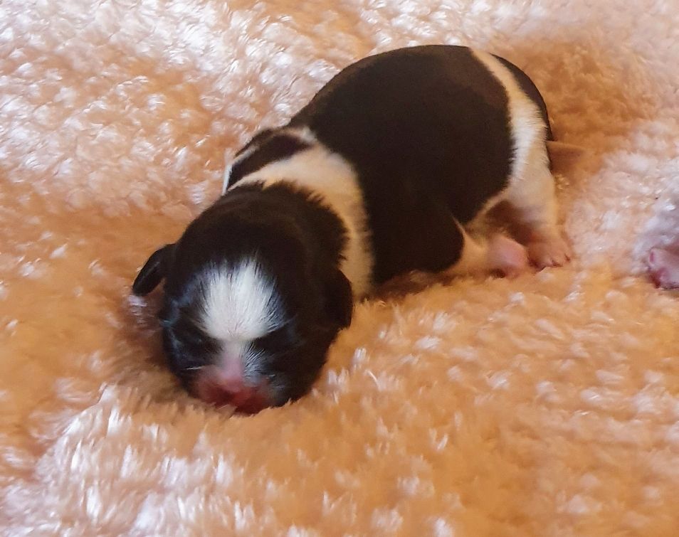 De par hazard - Chiots disponibles - Shih Tzu